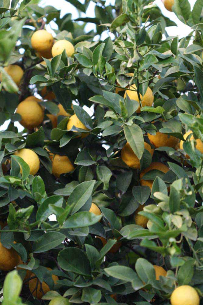            Sun leaves (Schaub, Riverside, CA)   